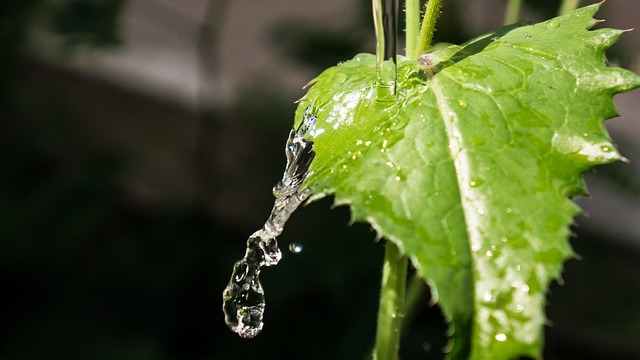 Drip irrigation on the farm