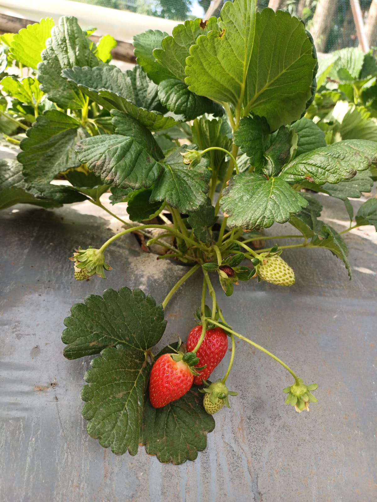 Our farm and growing practices