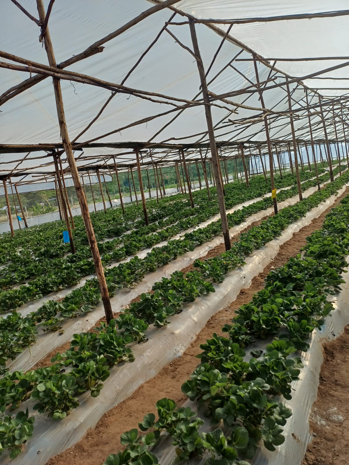 Machakos Strawberry Farm