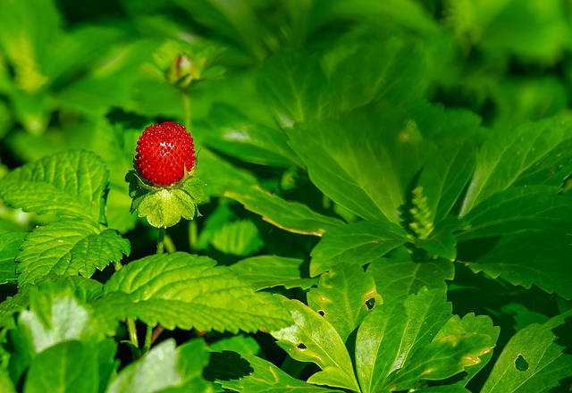 Ripe strawberries at harvest