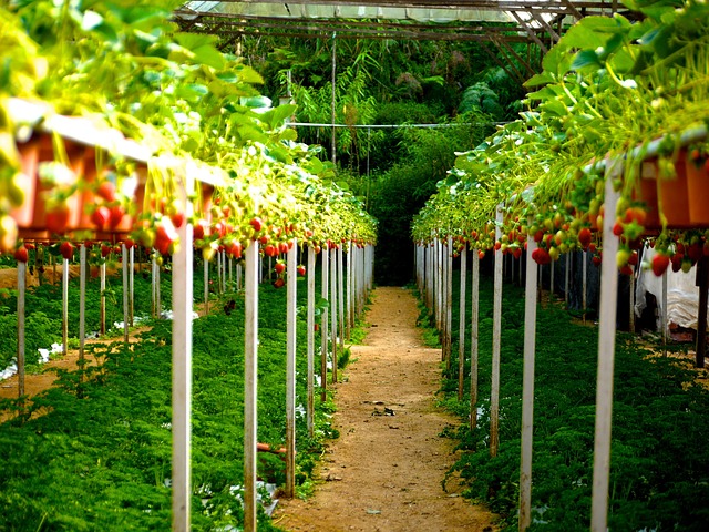 Cover crops between rows