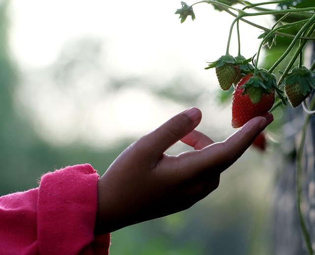 Hand-picking strawberries at Machakos Farm